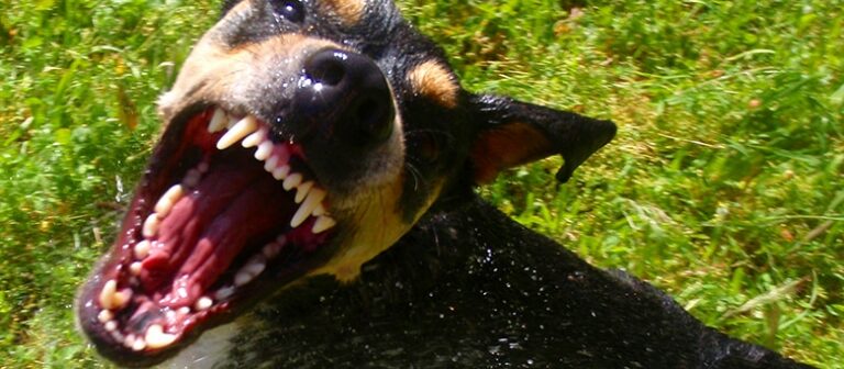 Michigan Dog Bite Lawsuit for Bite on Child’s Face